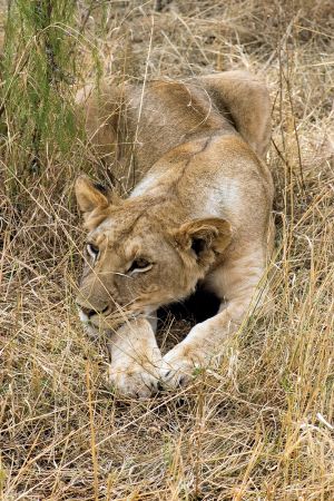 Young Lion Kruger Game Reserve